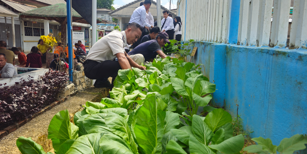 Hijaukan Area Kunjungan, Lapas Pangkalpinang Panen 40 Kg Sawi Caisim